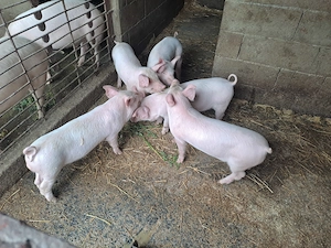 Purcei de 8 saptamani - imagine 2