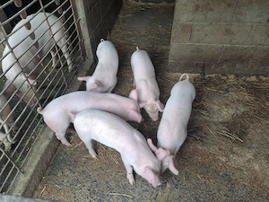 Purcei de 8 saptamani