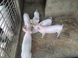 Purcei de 8 saptamani - imagine 3