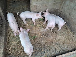 Purcei de 8 saptamani - imagine 4