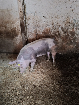 Scrofița pietrain belgian  - imagine 2