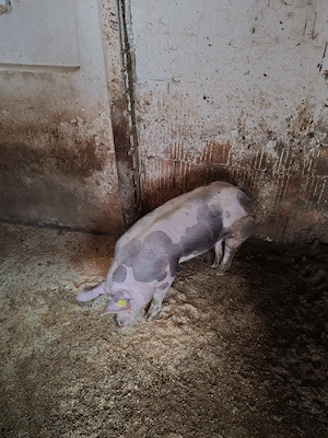 Scrofița pietrain belgian  - imagine 3