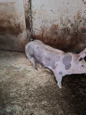 Scrofița pietrain belgian 