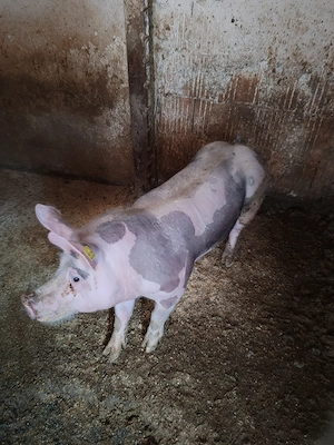 Scrofița pietrain belgian  - imagine 4