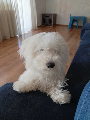 Vand Bichon Maltez talie mica - imagine 2
