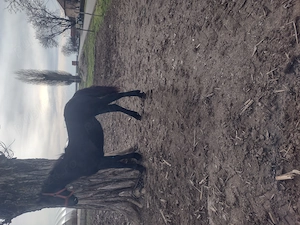 Mânză friz de vânzare 