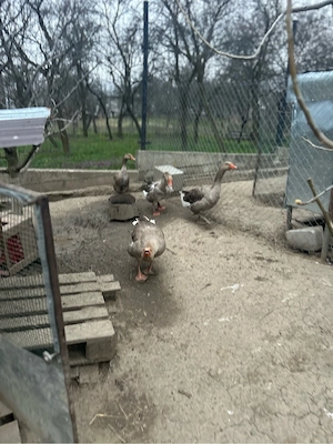 3 Gascani de vanzare