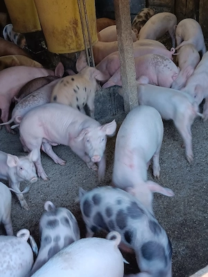 Purcei De Vânzare 15-30 kg - imagine 4