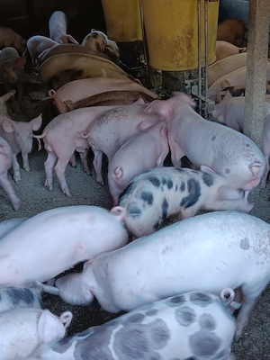 Purcei De Vânzare 15-30 kg - imagine 3