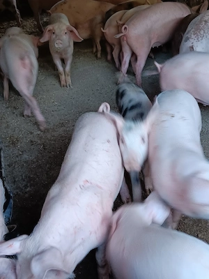 Purcei De Vânzare 15-30 kg - imagine 2