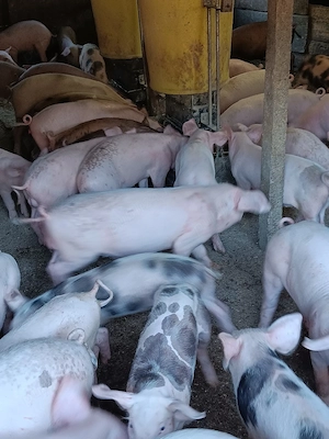 Purcei De Vânzare 15-30 kg