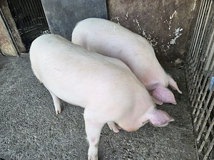 Vând o purcică 80-90 kg