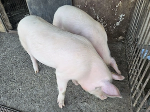 Vând o purcică 80-90 kg - imagine 2