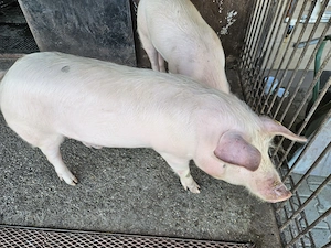 Vând o purcică 80-90 kg - imagine 3