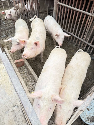 vand porci de vanzare - imagine 2