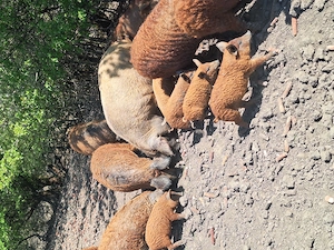 Purcei Mangalita  - imagine 4