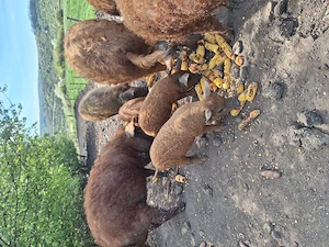 Purcei Mangalita  - imagine 5