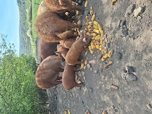 Purcei Mangalita  - imagine 2