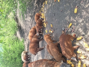 Purcei Mangalita  - imagine 3