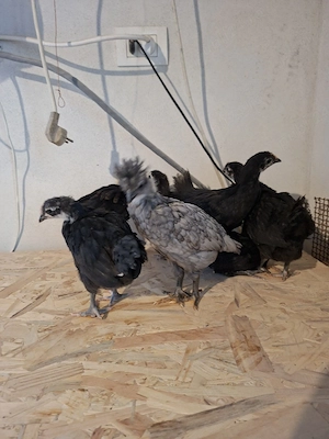 Vănd 5 puichite de austrolop și două moțate 