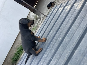 Căței Jagdterrier  - imagine 2