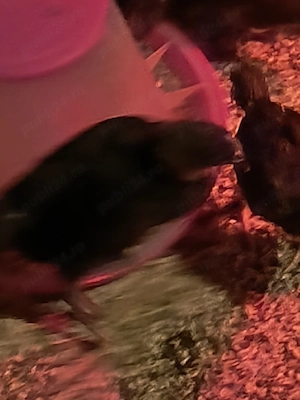 puisori  australorp negru