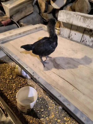 puisori  australorp negru