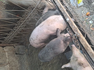 Vânzarea purcei rasa bună de caren  - imagine 2