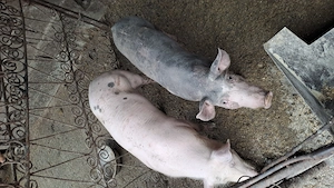 Vânzarea purcei rasa bună de caren 