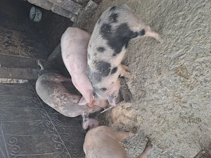 Vânzarea purcei rasa bună de caren  - imagine 4