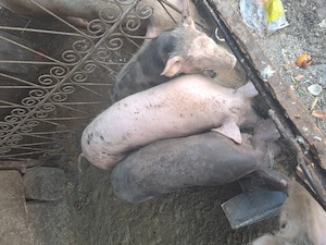 Vânzarea purcei rasa bună de caren  - imagine 3