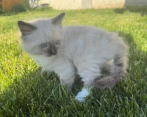 Puiuti ragdoll 8 saptamani isi cauta căsuța noua - imagine 3