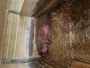 Scroafa Duroc x Petrean 300 kg - imagine 3