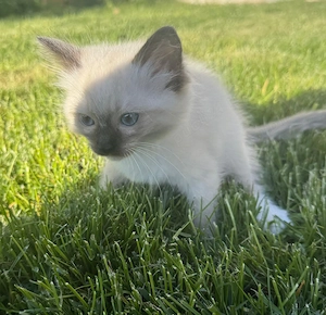 Puiuti ragdoll 8 saptamani isi cauta căsuța noua - imagine 2