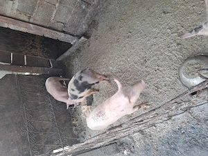 Vânzarea purcei rasa bună de caren  - imagine 5