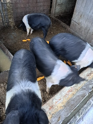 vand 4 grasune de bazna  - imagine 2