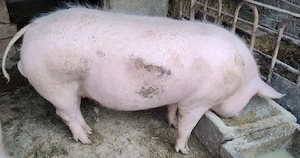 Porc 110 kg de tara