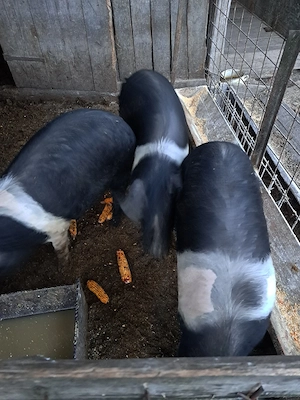 vand 4 grasune de bazna 