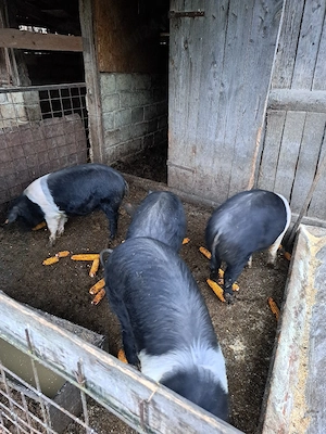 vand 4 grasune de bazna  - imagine 3