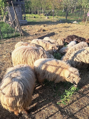 vand oi si un berbec - imagine 2