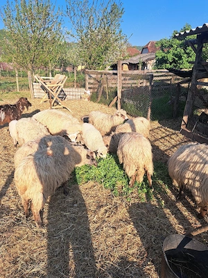 vand oi si un berbec