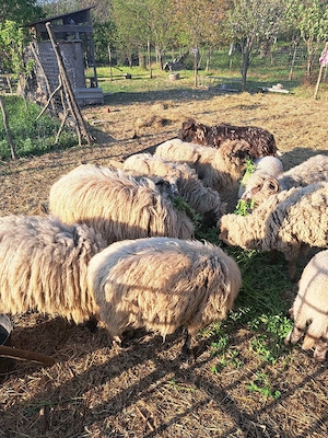 vand oi si un berbec - imagine 4