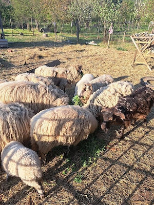 vand oi si un berbec - imagine 3