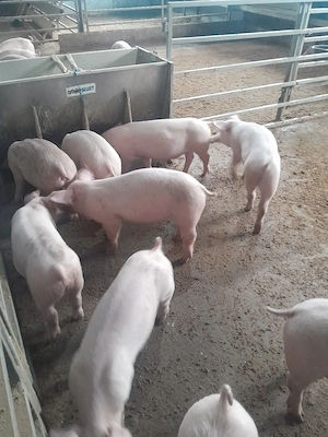 purcei si porci mari  - imagine 2