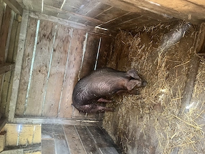 Scrofita Duroc 130 kg