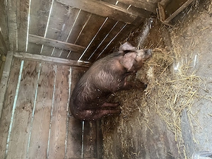 Scrofita Duroc 130 kg - imagine 3