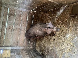 Scrofita Duroc 130 kg - imagine 2