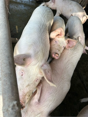 Vând porci rasa landras 2 de 110kg și alți 2 de 100 kg - imagine 4