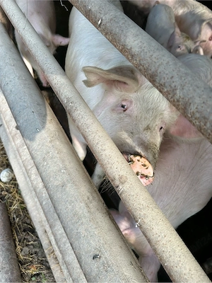 Vând porci rasa landras 2 de 110kg și alți 2 de 100 kg - imagine 2