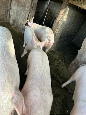 Vând porci rasa landras 2 de 110kg și alți 2 de 100 kg - imagine 3